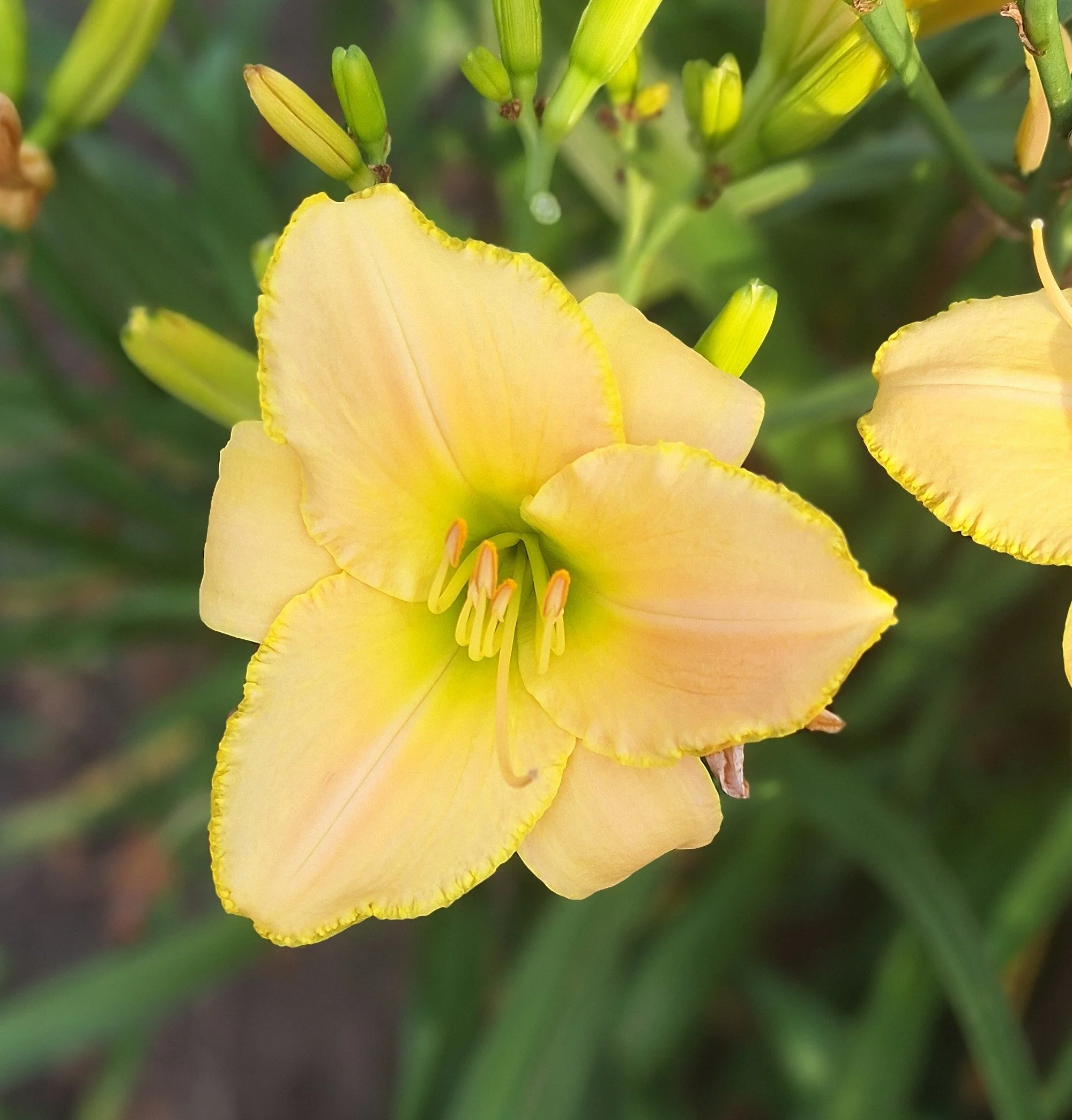 Hillsdale Lily Garden
